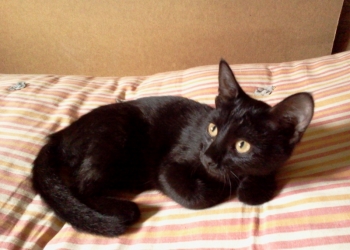 Отдам котенка