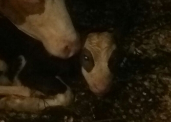 Продам быков