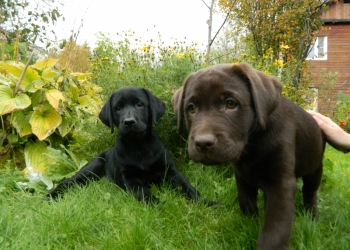Щенки Лабрадора