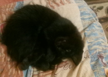 Кошки