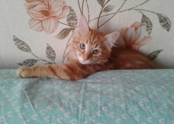 КОТЯТА В ДОБРЫЕ РУКИ!