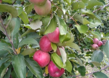Продаём яблоки с иммунного сада Айдаред,, Флорина