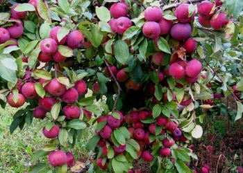 Продаём яблоки с иммунного сада Айдаред,, Флорина