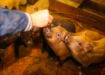 Поросята кармалы