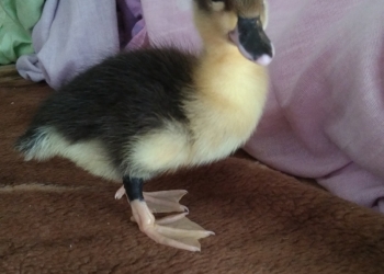 Мускусные утята