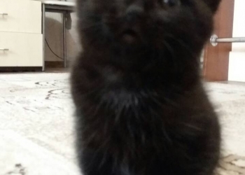 Черный котенок