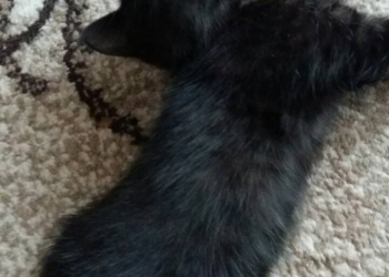 Черный котенок