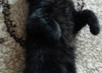 Черный котенок