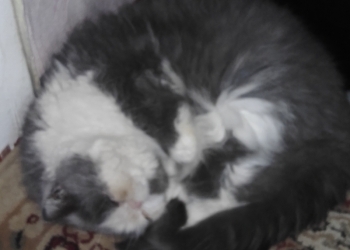Отдам котика