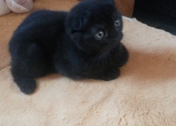 Продам котят