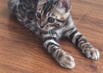 Бенгальские котята