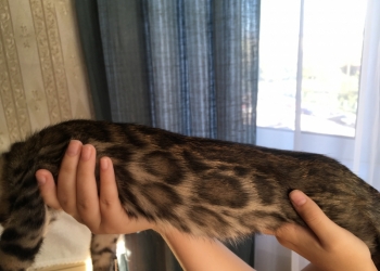 Бенгальские котята