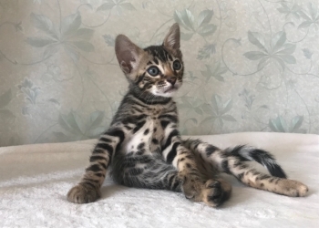 Бенгальские котята