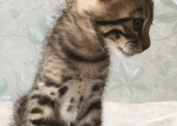 Бенгальские котята