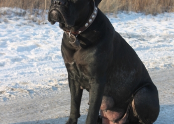 Щенки кане корсо
