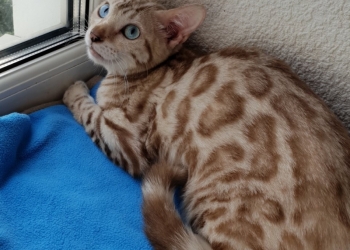 продаю бенгальских котят.