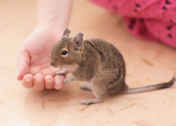 Чилийская белка дегу