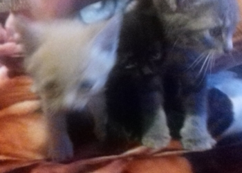 Даром в хорошие руки