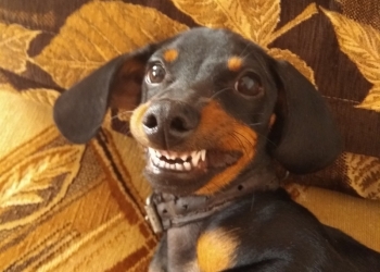 продам таксу