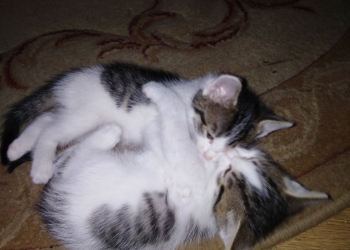 Отдам котят в хорошие руки!