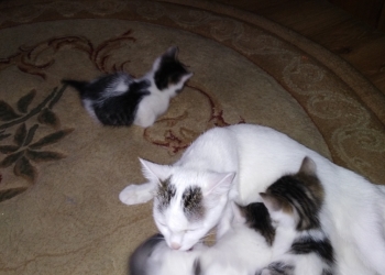 Отдам котят в хорошие руки!