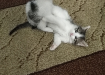 Отдам котят в хорошие руки!
