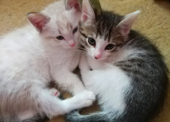 Котята от сибирской кошки