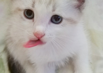 Котята от сибирской кошки