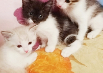 Котята от сибирской кошки