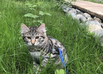 котята породы Курильский бобтейл