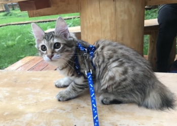 котята породы Курильский бобтейл