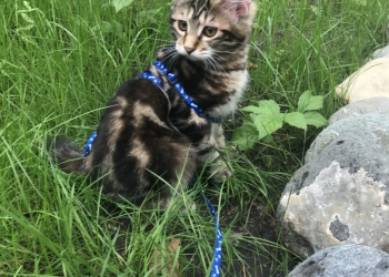 котята породы Курильский бобтейл