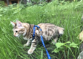 котята породы Курильский бобтейл