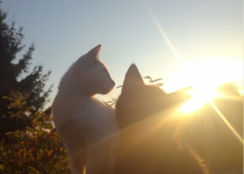 Котята 2,5 месяца