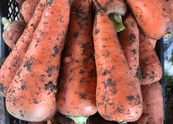 Продам морковь