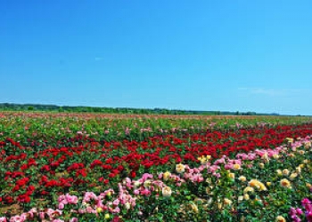 Саженцы роз, деревьев и кустарников оптом и розницу.