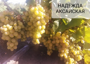Виноград оптом