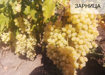 Виноград оптом