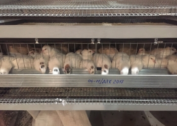 Перепелки несушки