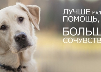 помощь приюту бездомных животных