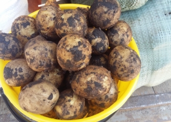 Картофель Лук Морковь