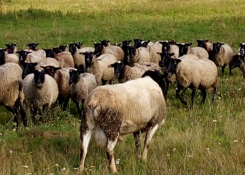 овцы.бараны.