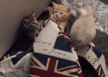 Великолепные котята ждут хозяина