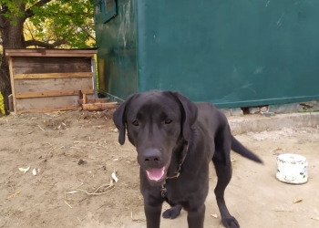 Продам собаку мальчик.