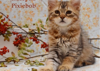 пиксибоб котята