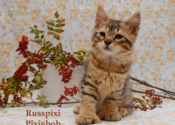 пиксибоб котята