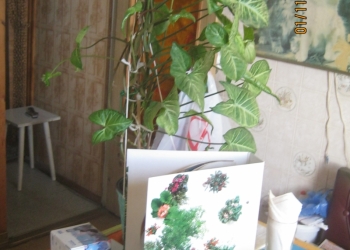 2-к квартира, 49 м2, 5/5 эт.