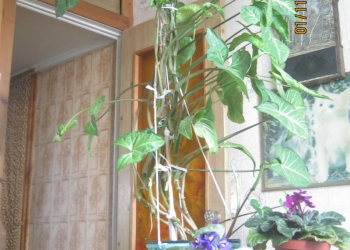 2-к квартира, 49 м2, 5/5 эт.