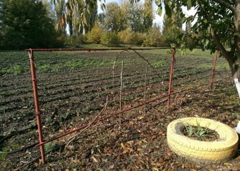 продовец
