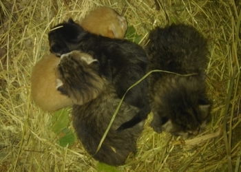 ОТДАМ КОТЯТ В ДОБРЫЕ РУКИ